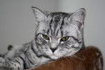 Le British Shorthair - British Shorthair