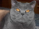 British Shorthair - British Shorthair