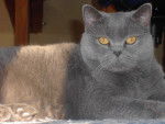 British Shorthair - British Shorthair