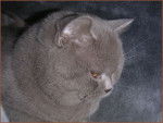 Dj alias "la bouboule" - British Shorthair