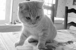 Les petits chats de cece - British Shorthair