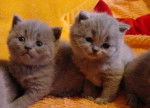 Photo British Shorthair