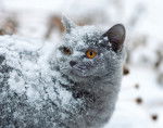 Photo British Shorthair