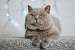Un British Shorthair allongé sur un plaid gris