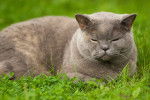 Photo British Shorthair