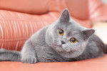 Un British Shorthair allongé sur un canapé 