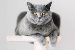 Un British Shorthair gris aux yeux orange sur un arbre à chat