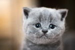 Un chaton British Shorthair