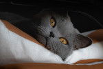 Un British Shorthair allongé sur un coussin