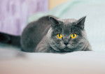 Photo British Shorthair