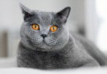 Un British Shorthair aux yeux orange vif