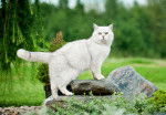 Un beau British Shorthair blanc debout sur une pierre