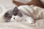 Un British Shorthair bicolore gris et blanc dans une couverture