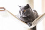 Un British Shorthair allongé dans un hamac