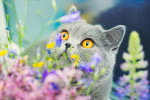 Photo British Shorthair