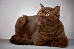 Photo British Shorthair