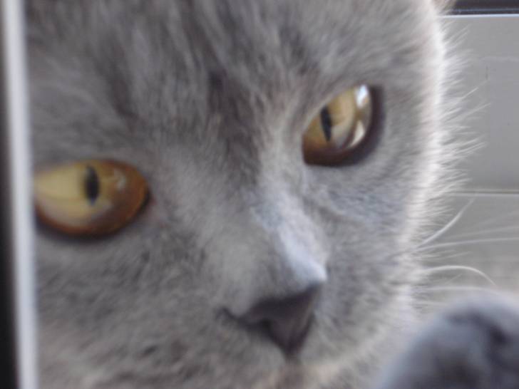 IRIIIS! - British Shorthair Femelle (2 ans)