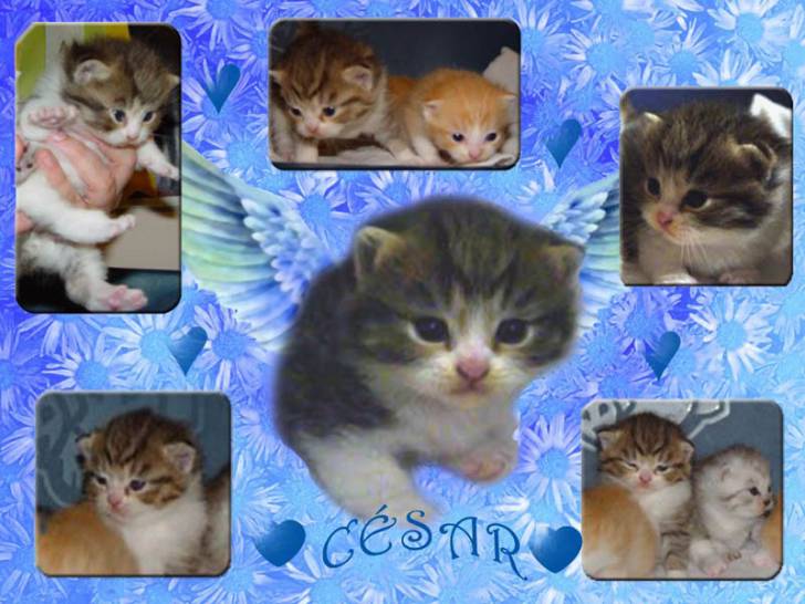 British shorthair brown tabby et white - British Shorthair