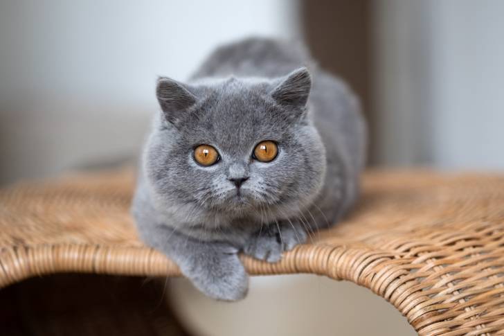 Un British Shorthair allongé sur un panier en osier