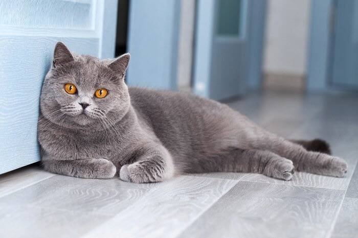 Un British Shorthair allongé sur un parquet