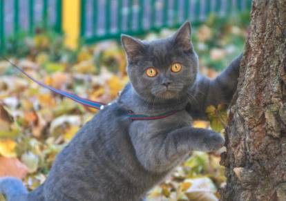 Un British Shorthair gris aux yeux orange pendant une promenade en laisse