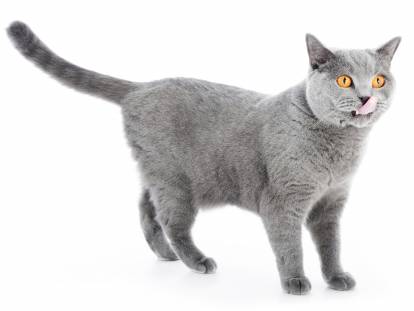 Photo British Shorthair