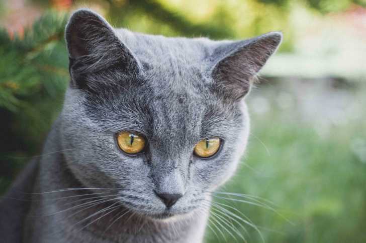 Un British Shorthair en extérieur