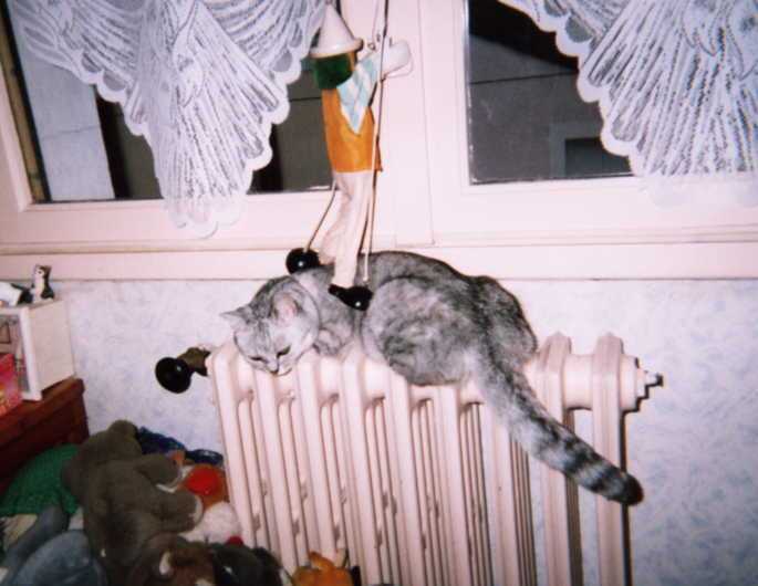 Photo British Shorthair