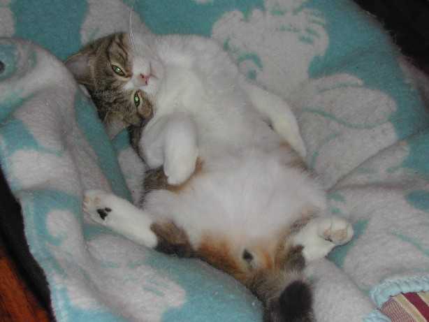 British shorthair brown tabby - British Shorthair