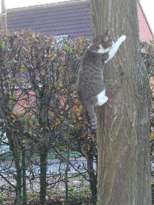 British shorthair brown tabby et white - British Shorthair
