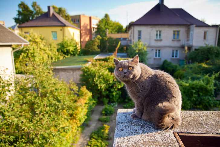 Un British Shorthair assis sur un rebord de balcon