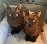 Thai Burmese - Burmese Anglais