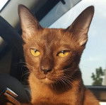 Thai Burmese - Burmese Anglais