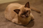Photo Burmese Anglais