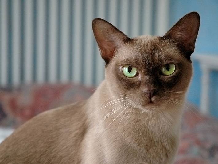 Le Burmese assis dans un lit