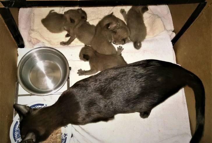 Thai Burmese - Burmese Anglais