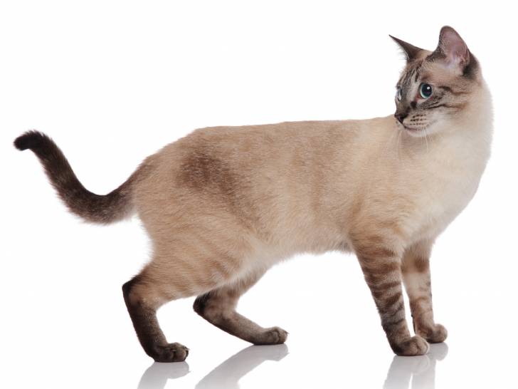 Photo Burmese Anglais