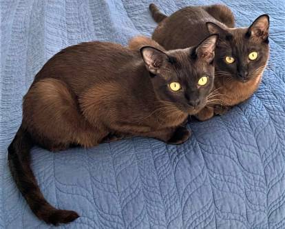 Deux Burmese Anglais couleur chocolat