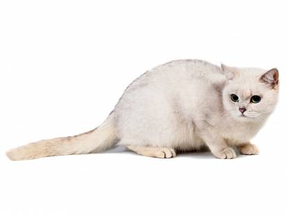 Un chat Burmilla assis sur un fond blanc