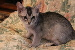 chaton - Burmilla
