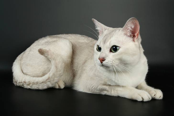 Un Burmilla blanc doté de reflets gris