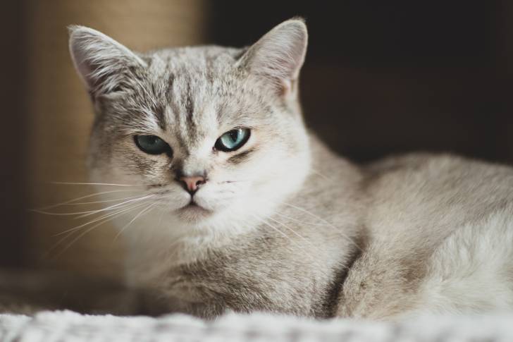 Un Burmilla aux yeux gris et à l'air renfrogné