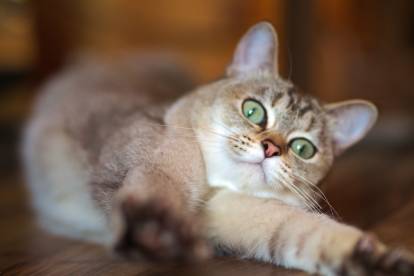 Boucles D'Oreilles Tête De Chat - Yeux Verts - Neuf Sans Emballage
