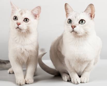 Deux beaux Burmillas blancs aux yeux verts