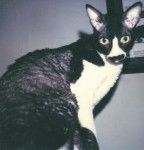 Ropey - Californian Rex Mâle