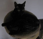 Sansha - Californian Rex