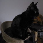 Sansha - Californian Rex