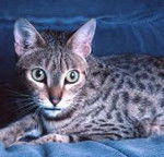 Photo Californian Spangled