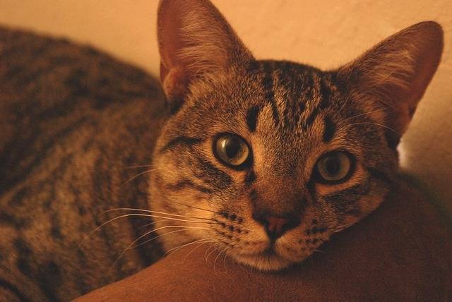 Photo Californian Spangled