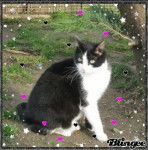 Socquette - Européen (3 ans)